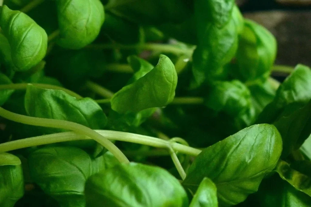  fresh basil leaves in rustic cream ceramic bowl beside tomatoes mozzarella and olive oil